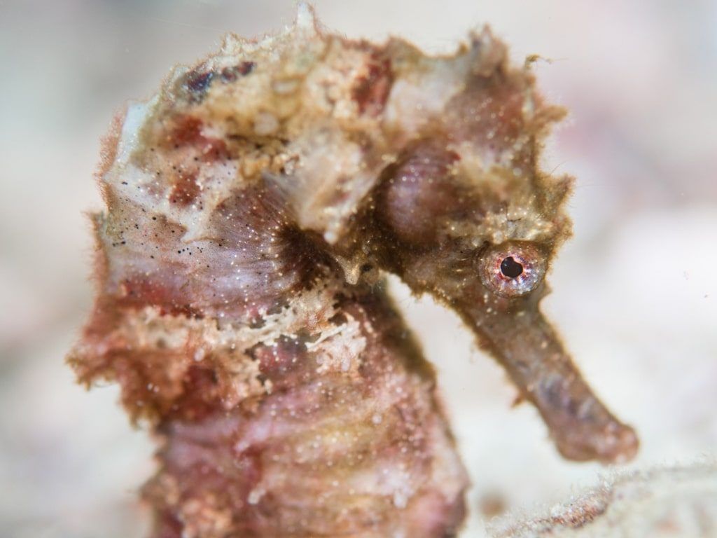 Viaje de buceo a Filipinas