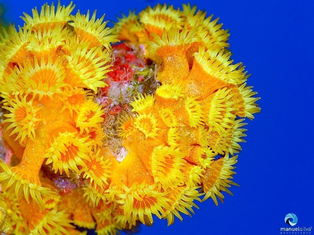 Viaje de buceo Azores