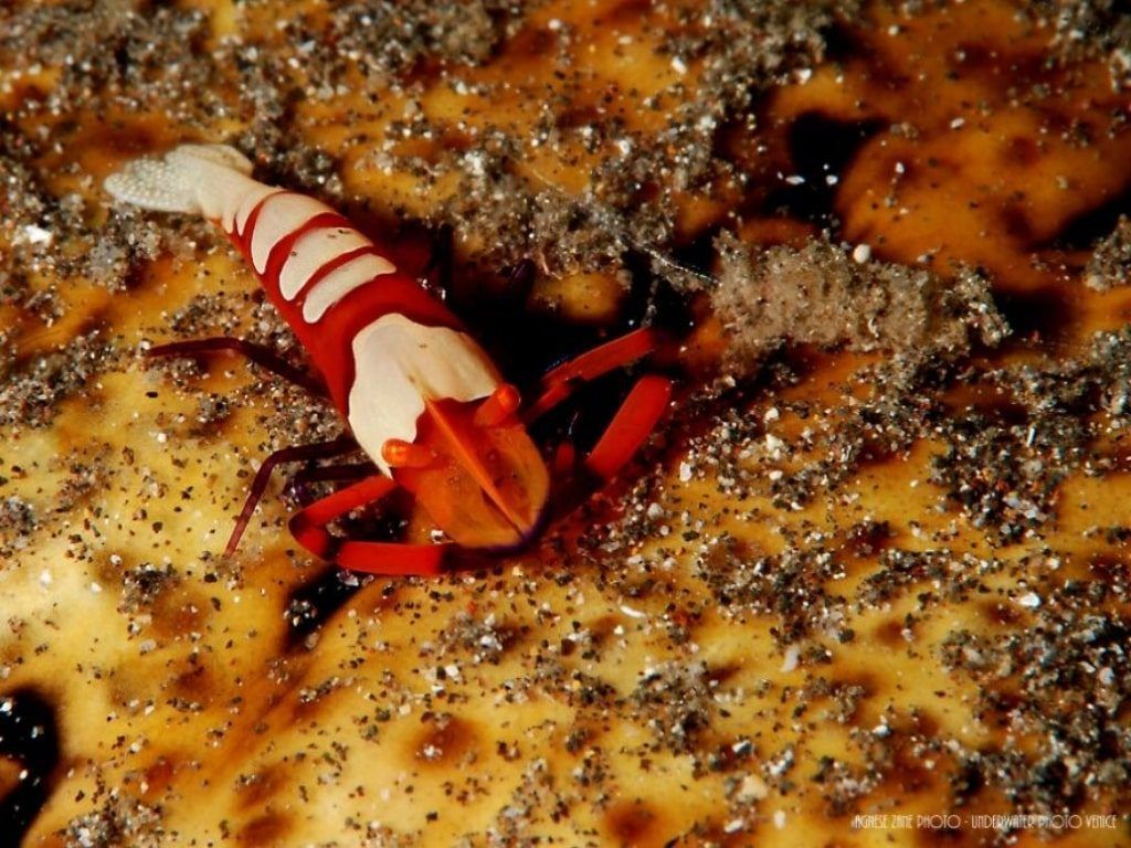 Viaje de buceo Puerto Galera