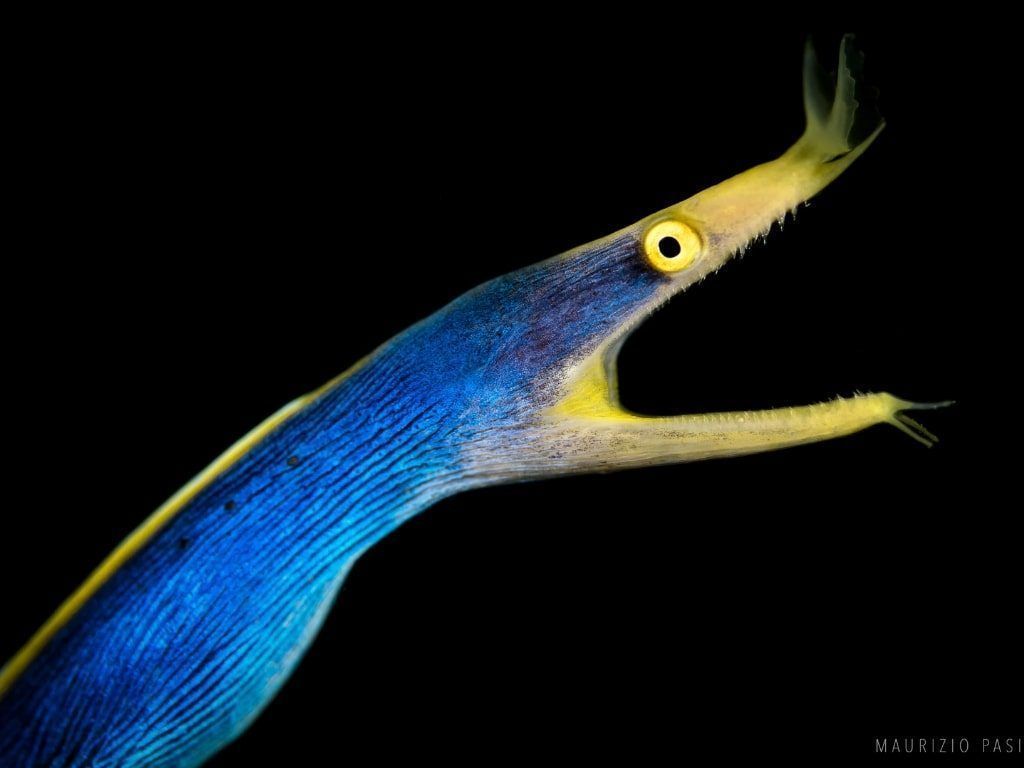 Viaje de buceo Filipinas