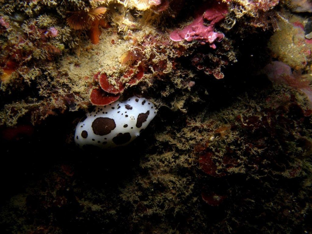Buceo en el Mediterráneo