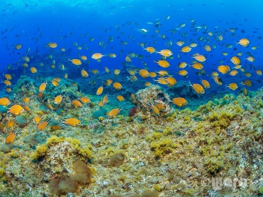 Viaje de buceo Atlántico