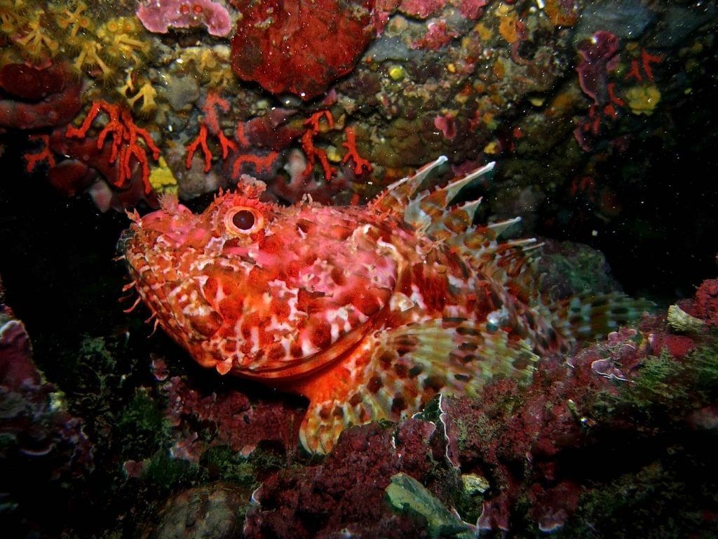 Viajes de buceo en el Mediterráneo