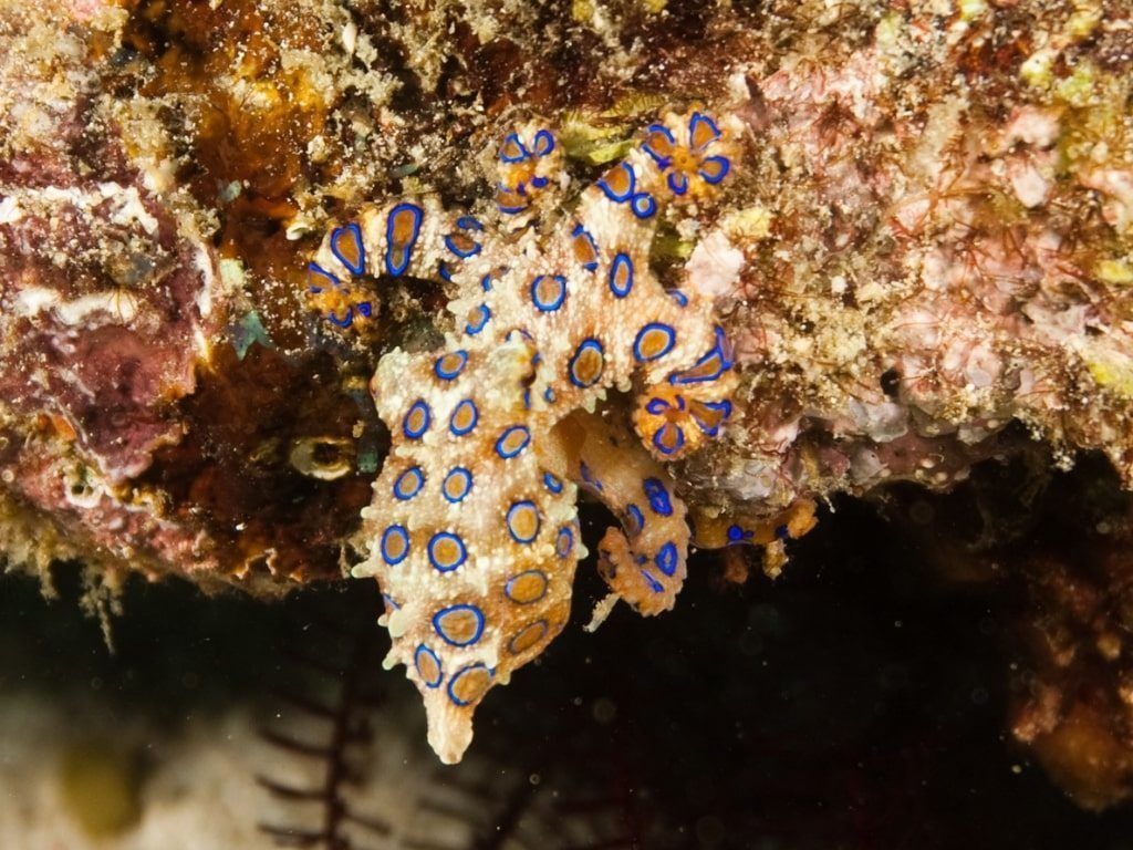 Viaje de buceo a Filipinas