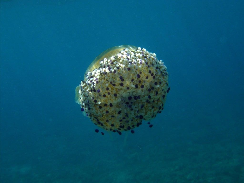 Mediterráneo