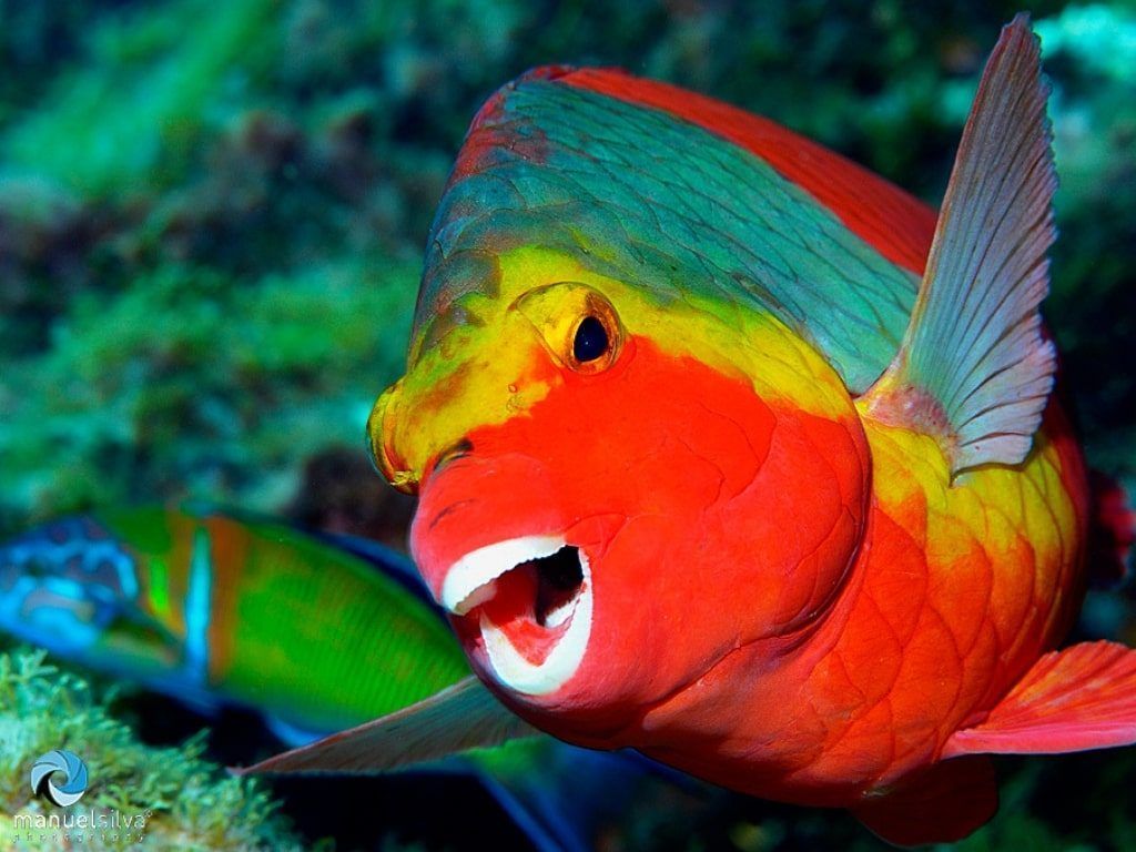 Buceo en Canarias