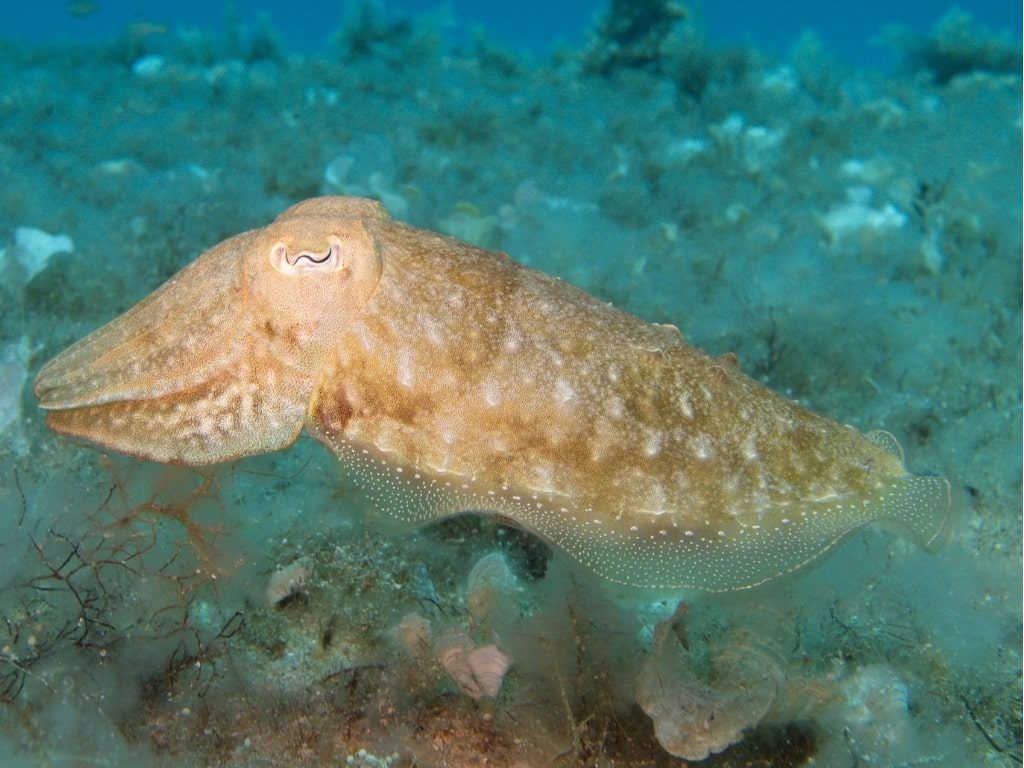 Buceo en el Mediterráneo