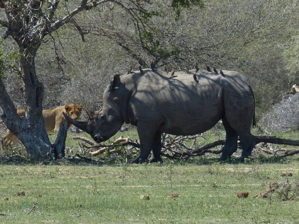 Rinoceronte en Kruger