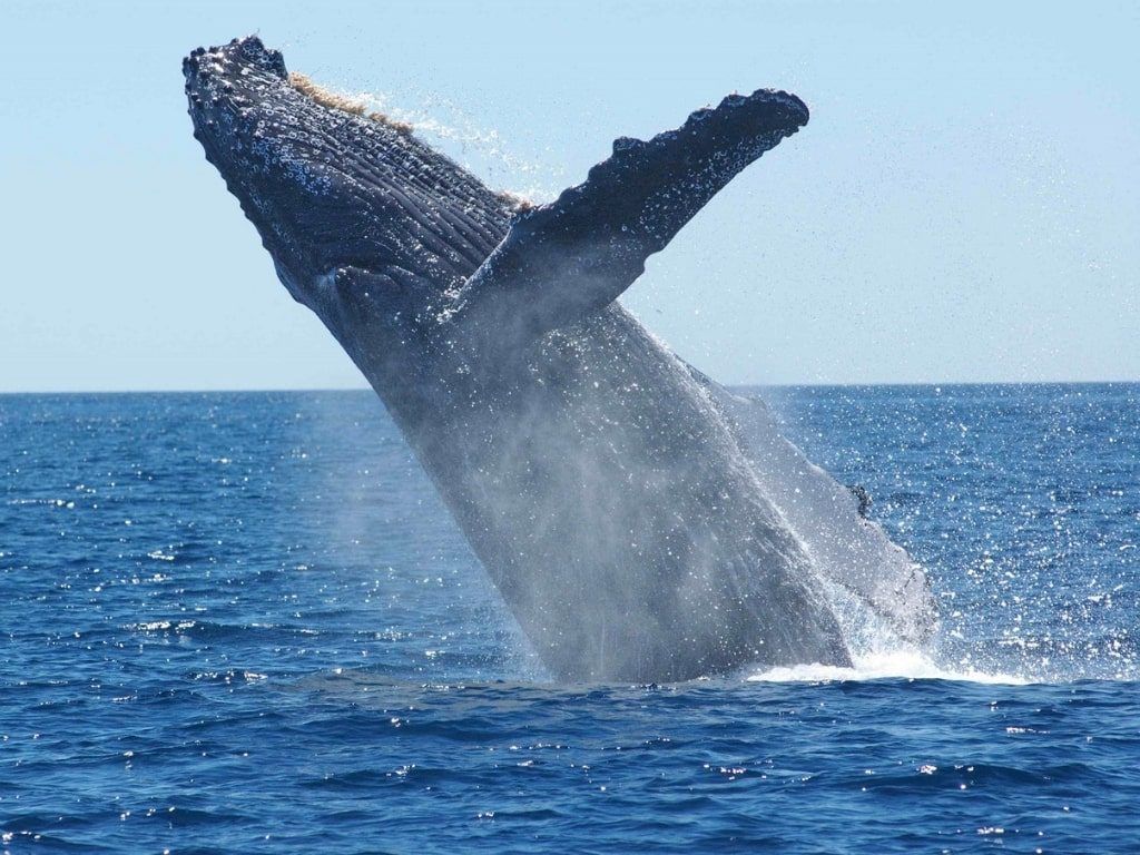 Viaje de buceo a Mozambique
