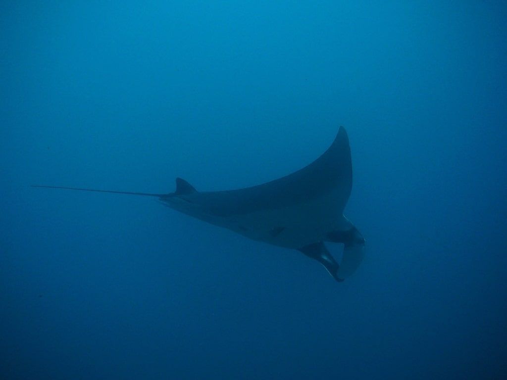 Buceo en Tofo