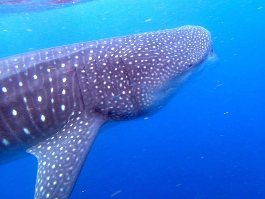 Viaje de buceo a Mozambique