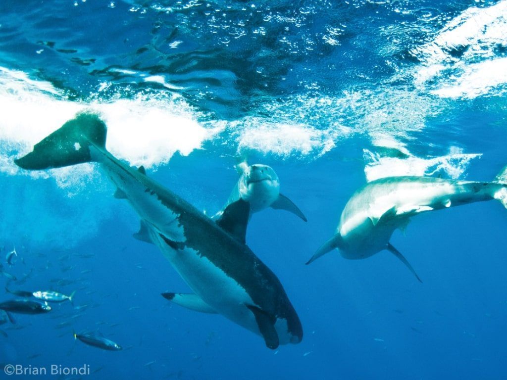 Tiburones blancos Guadalupe