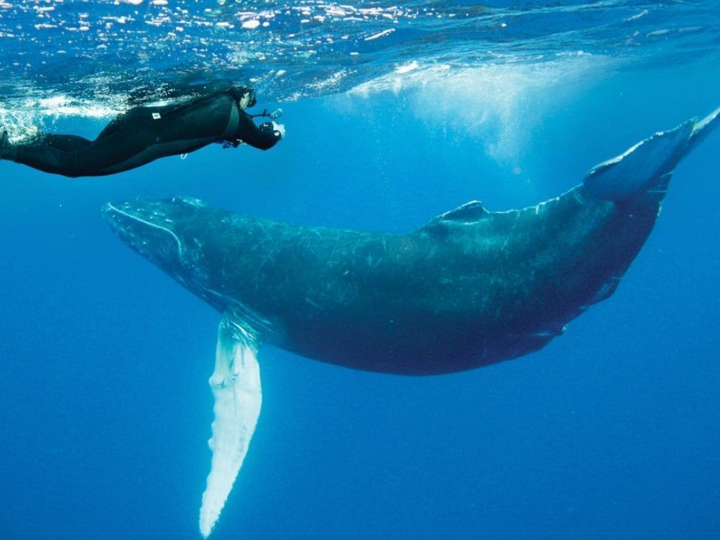 Viaje de buceo Revillagigedo