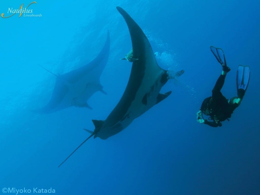 Viaje de buceo Revillagigedo