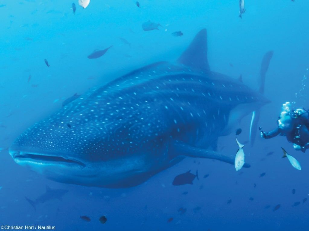 Viaje de buceo Socorro