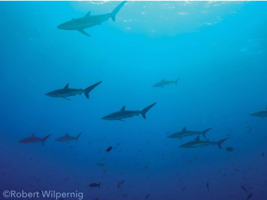 Viaje de buceo Socorro