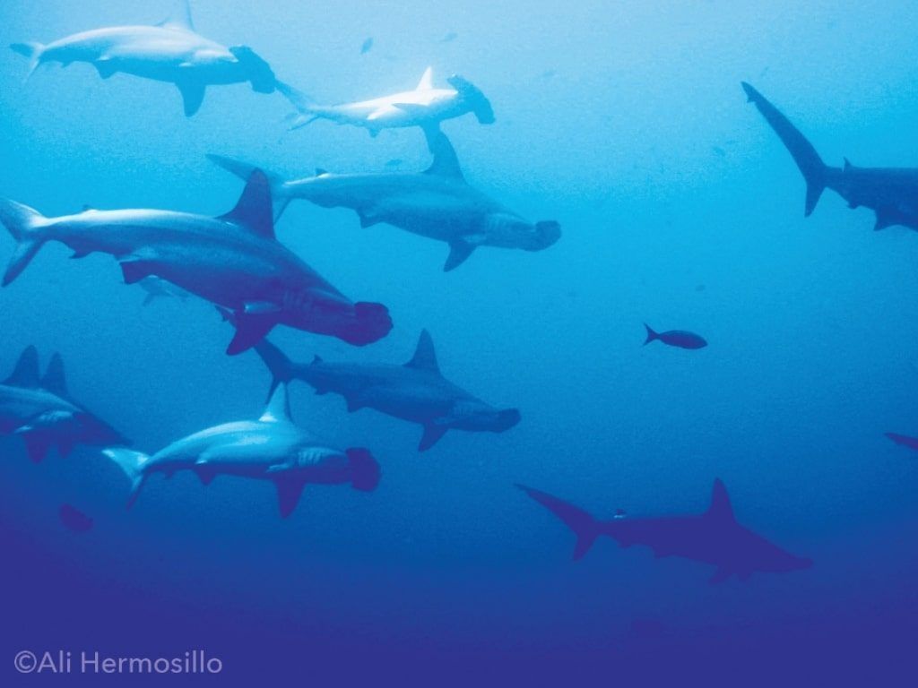 Viaje de buceo Socorro