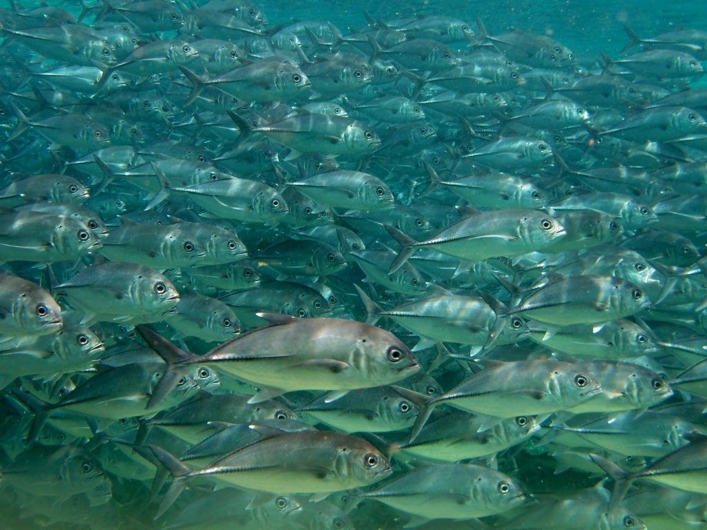 Viaje de buceo Sipadan