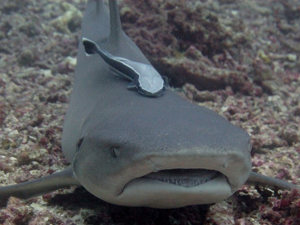 Viaje de buceo a Sipadan