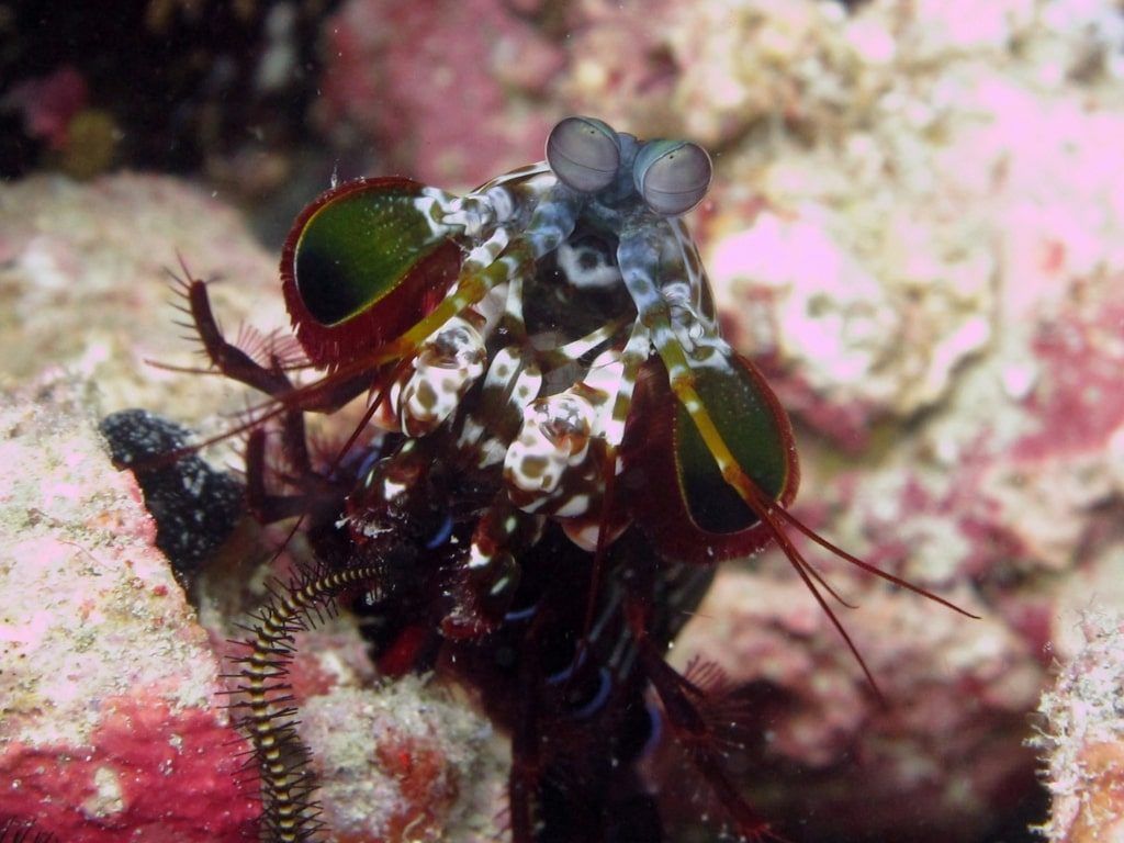 Viaje de buceo Mabul