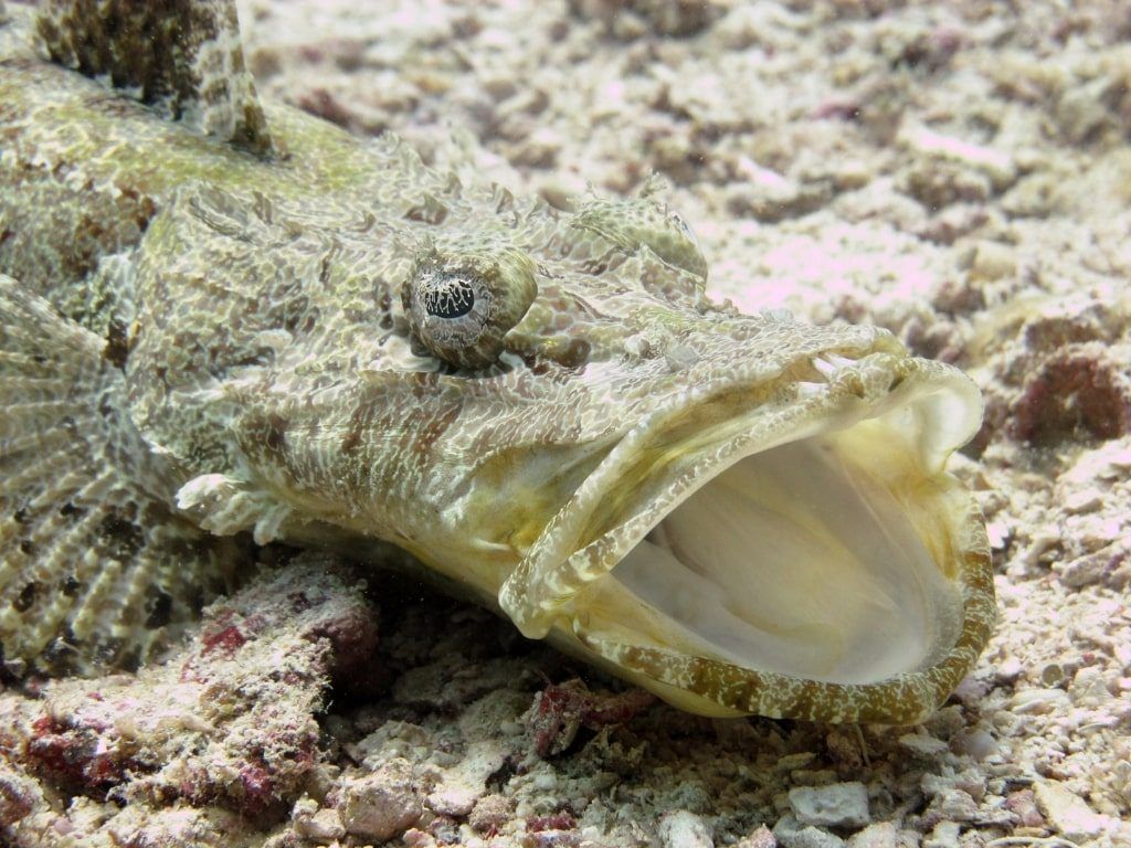 Viaje de buceo Malasia