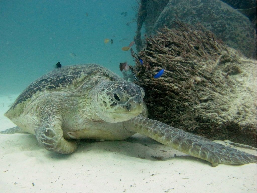 Viaje de buceo a Sipadan