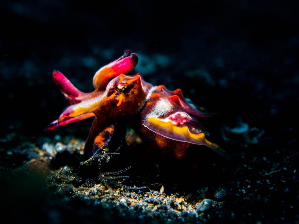 Viaje de buceo a Lembeh