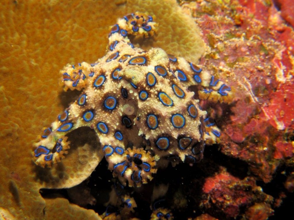 Viaje de buceo Indonesia