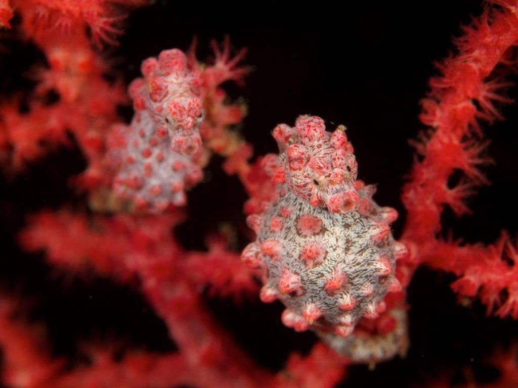 Viaje de buceo Raja Ampat