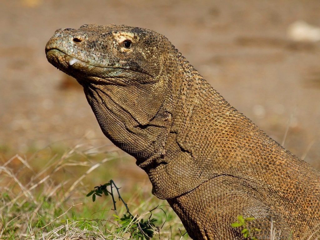 Viaje de buceo a Komodo
