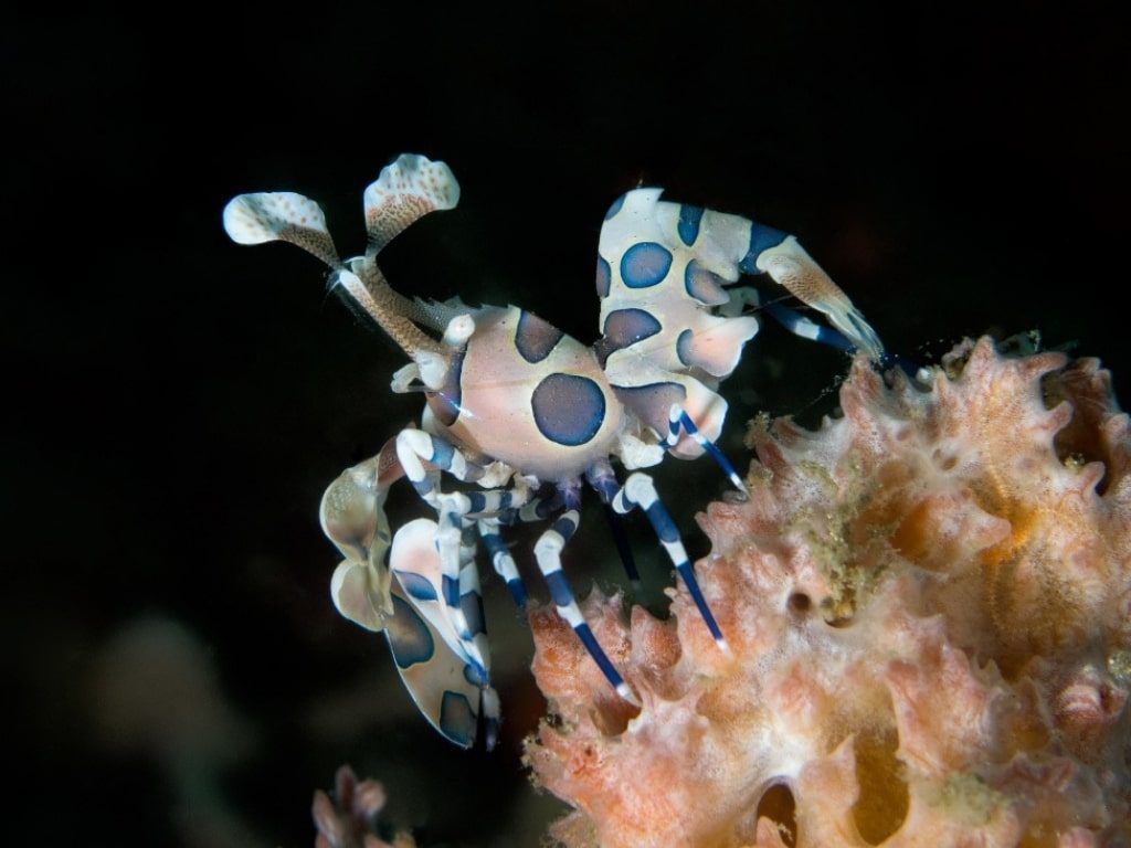 Viaje de buceo Bali