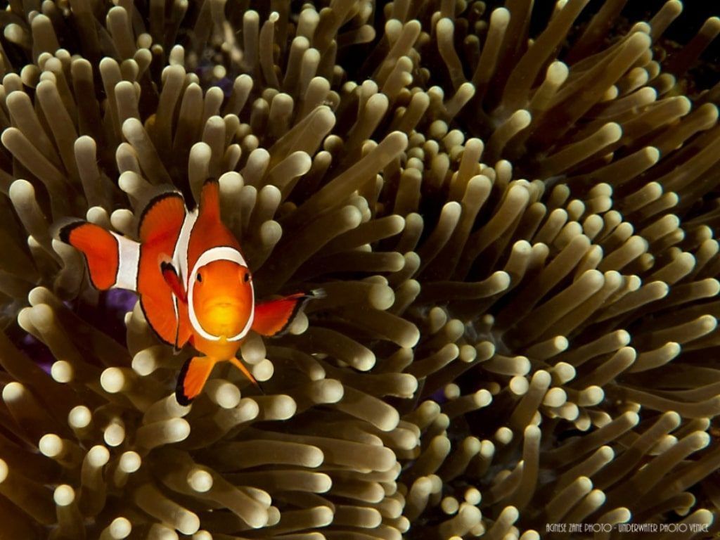 Viaje de buceo a Bali