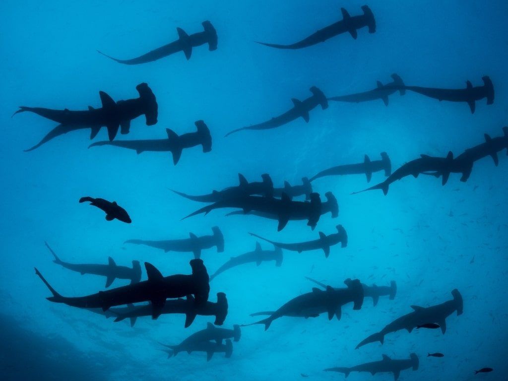 Viaje y buceo en Galápagos