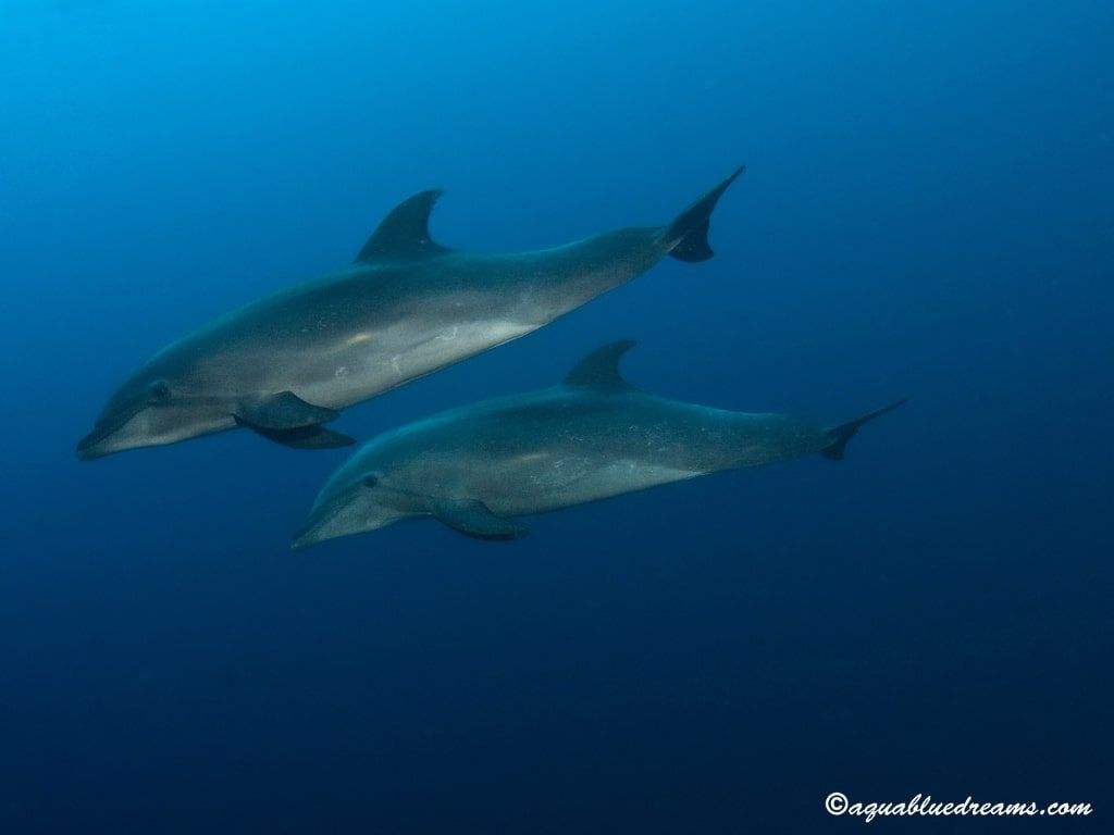 Viaje de buceo a Galápagos