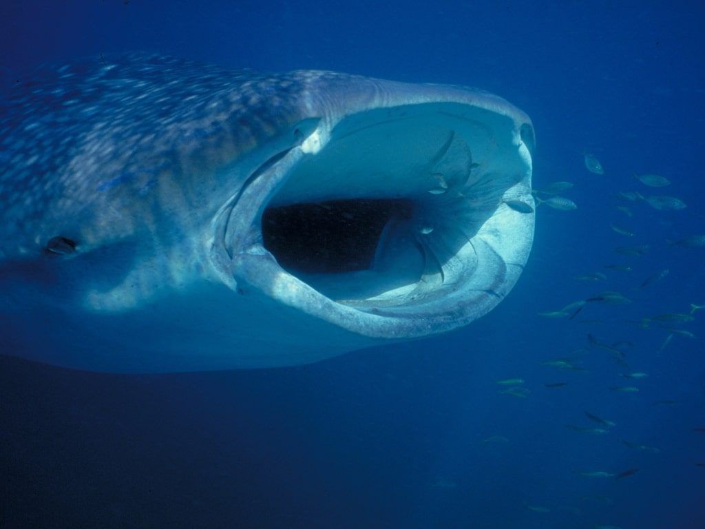 Buceo en Galápagos