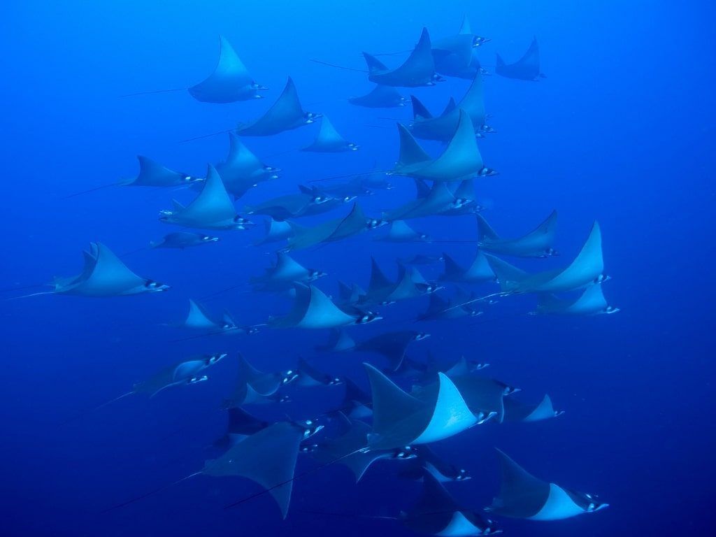 Visje de buceo a Galápagos