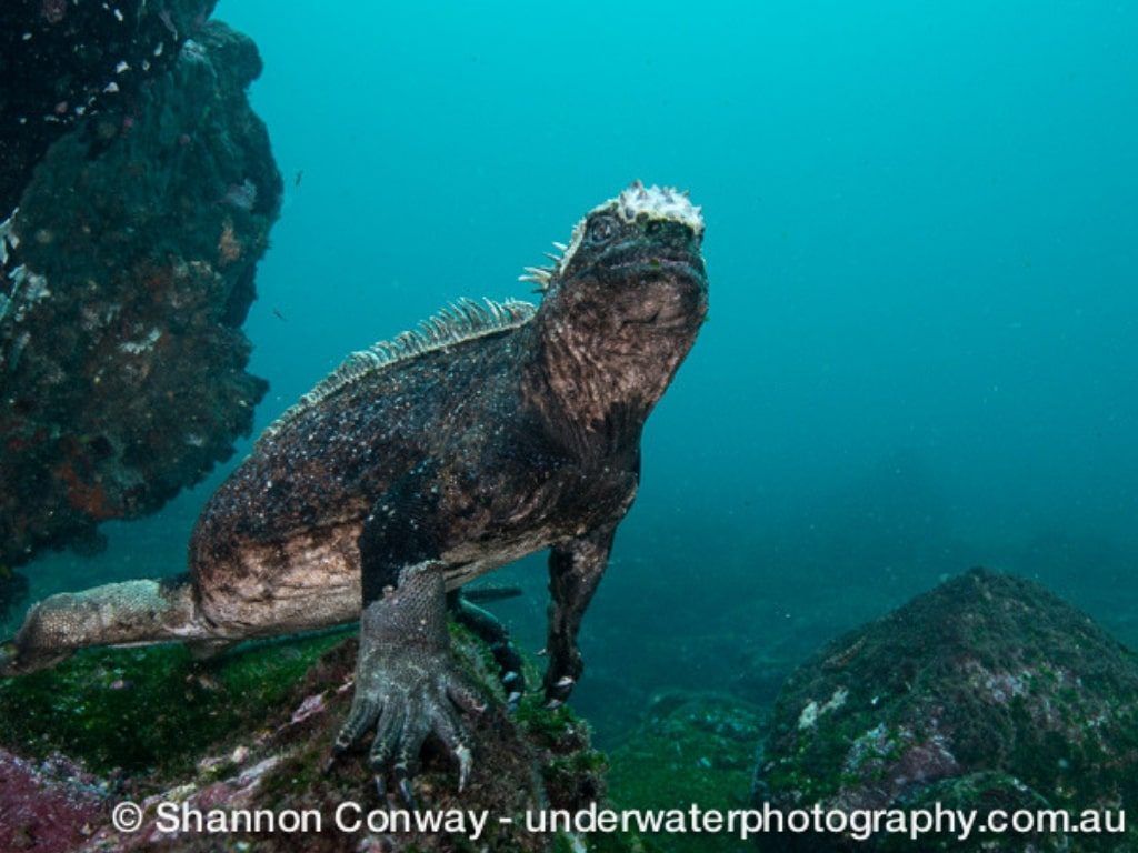 Buceo en Galápagos