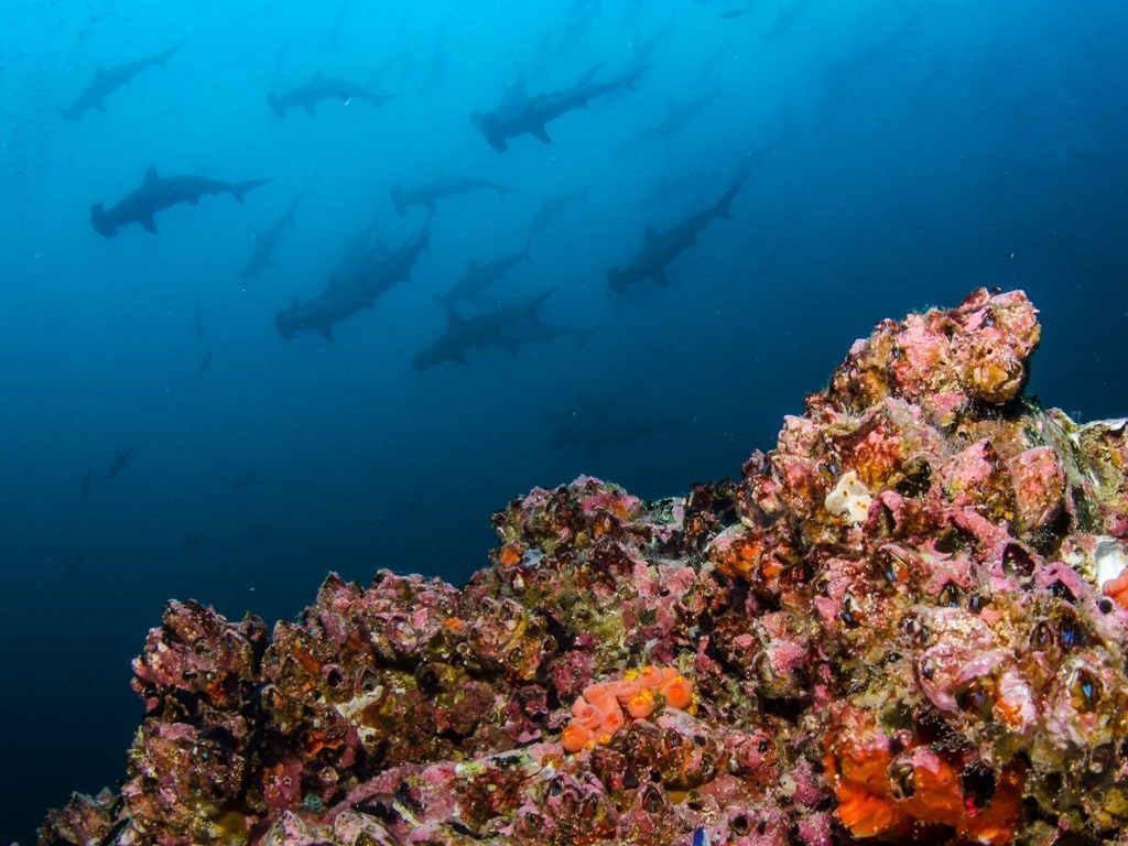 Costa Rica diving