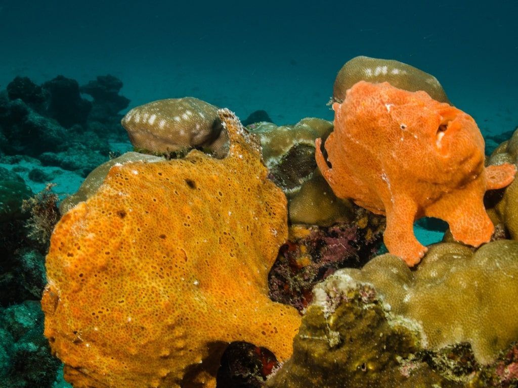 Buceo en Costa Rica