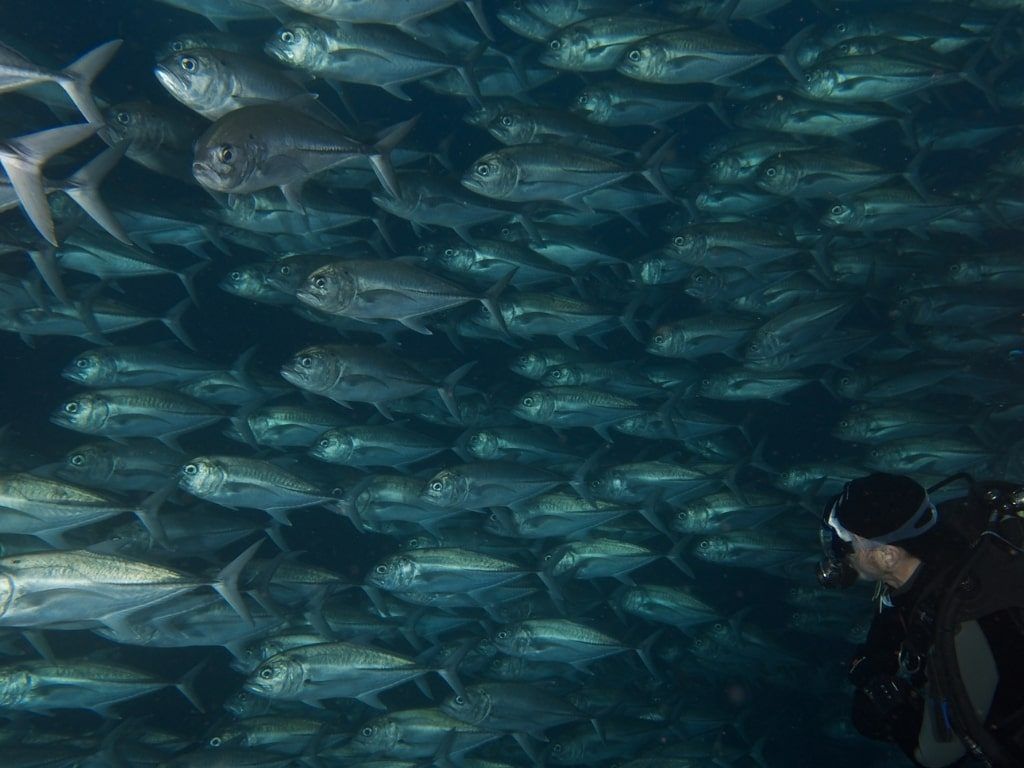 Viaje de buceo isla de Cocos
