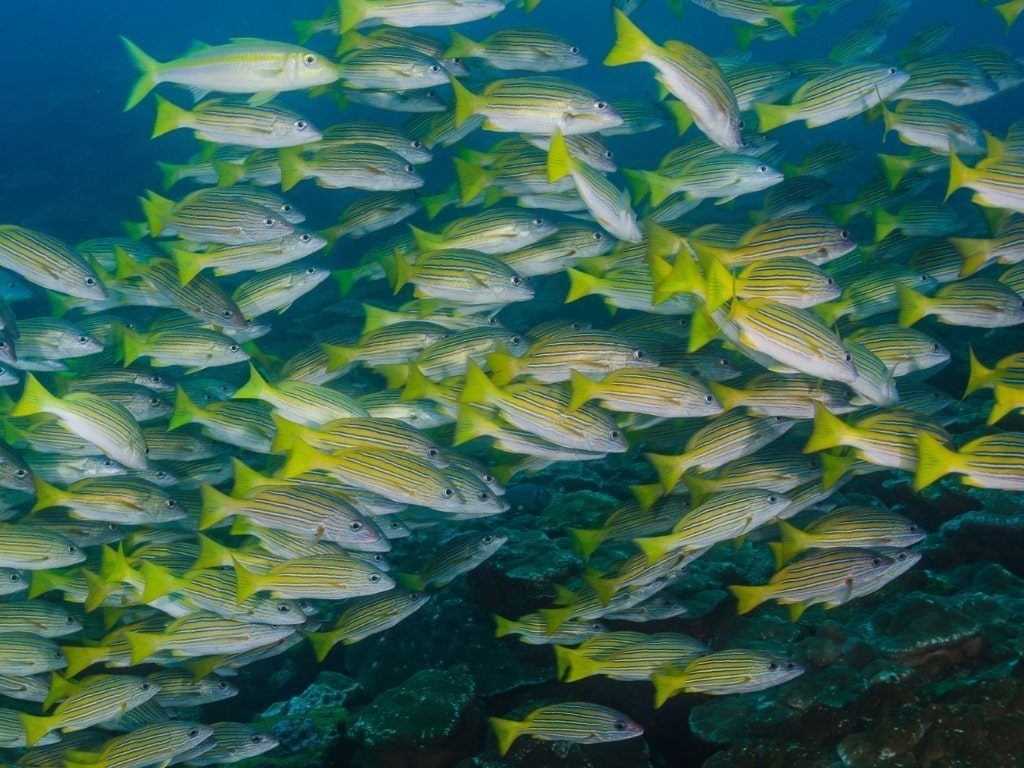 Viaje de buceo a Cocos