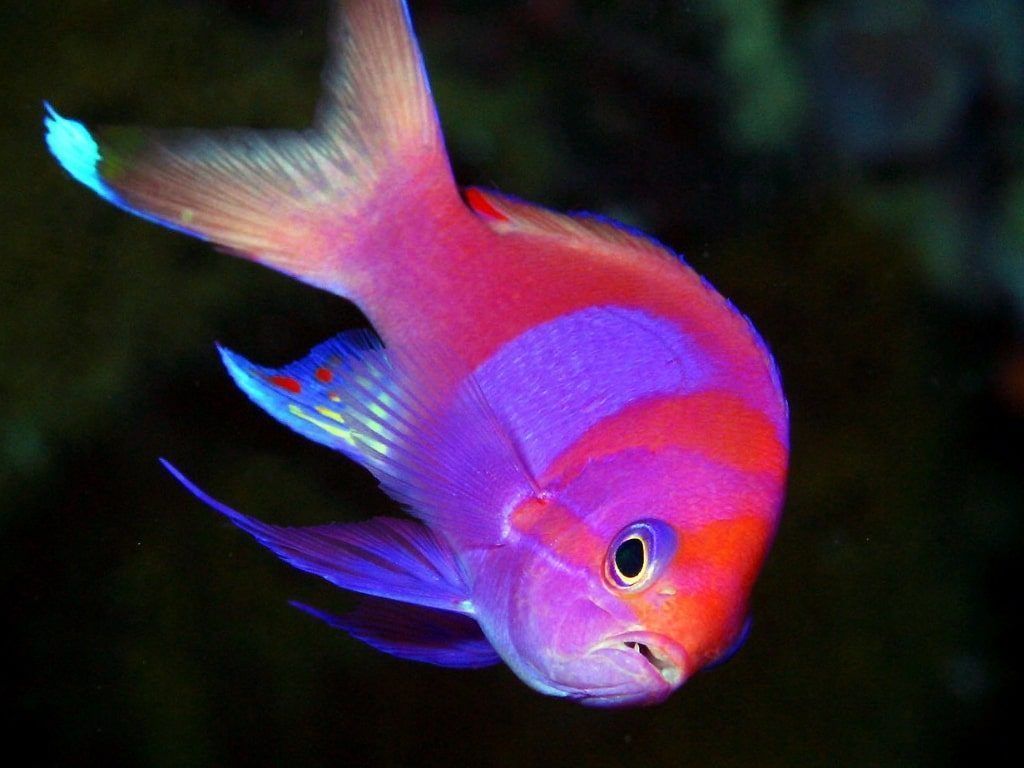 Viaje de buceo a Palau