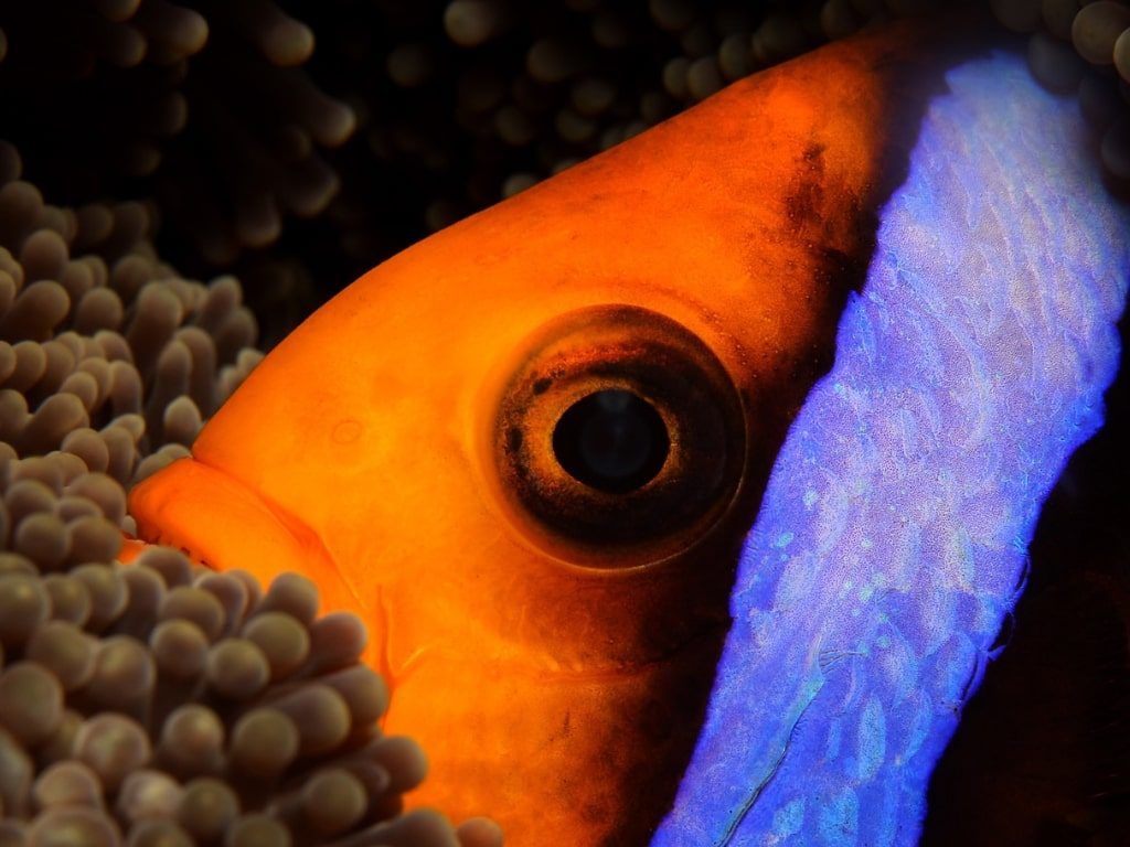 Viaje de buceo a Palau