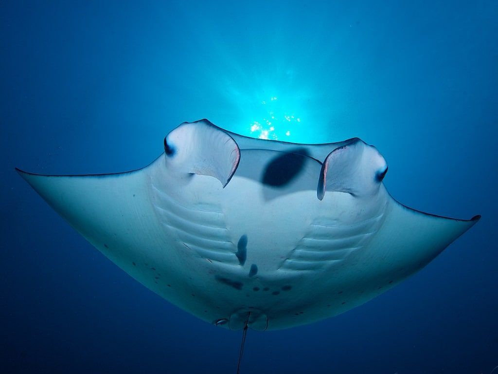 Buceo con Mantas Palau