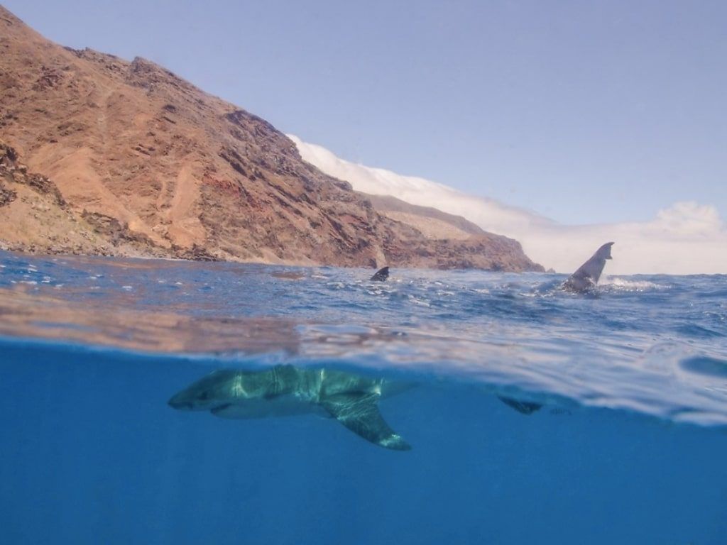 Tiburón blanco Mexico