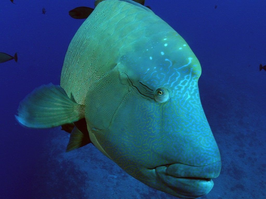 Buceo en Palau