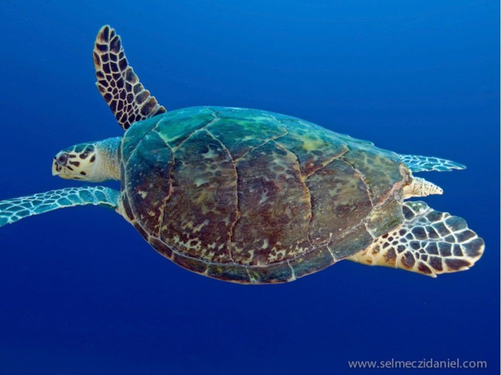 Viaje de buceo a Sudan