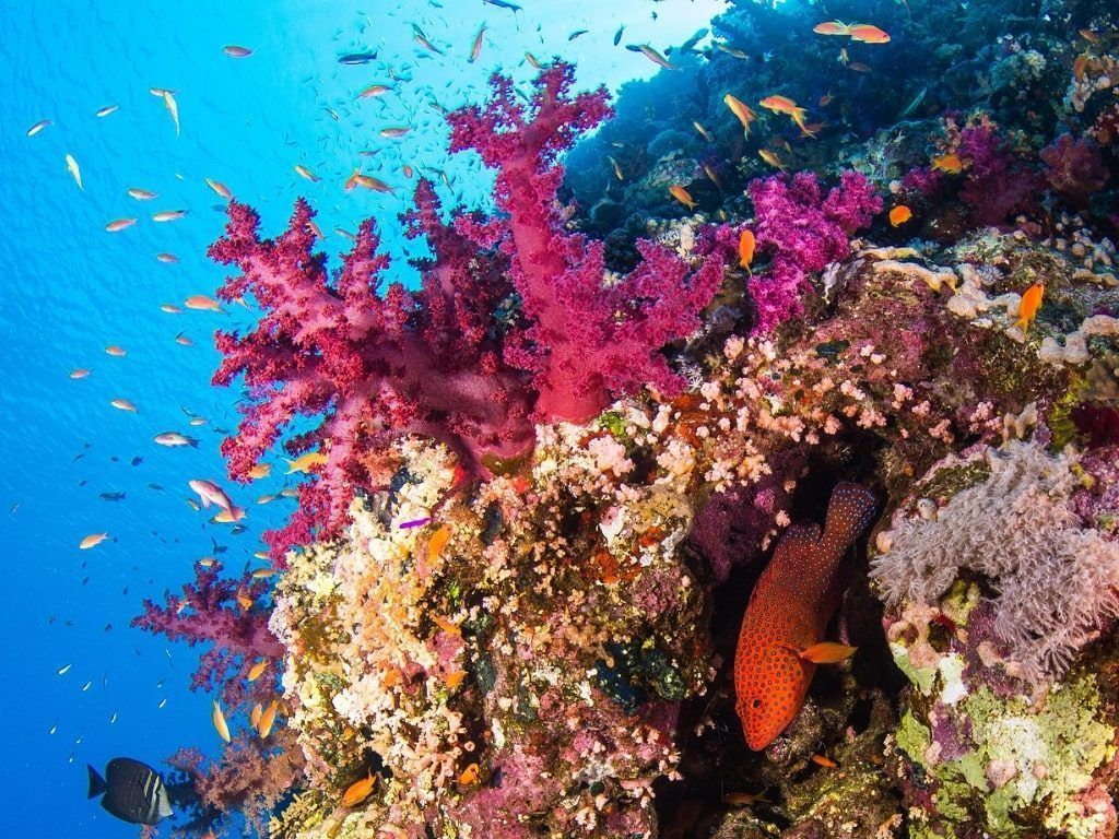 Buceo en Mar Rojo