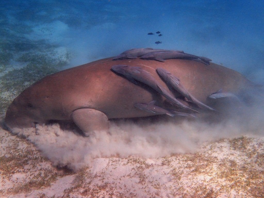 Viaje de buceo Mar Rojo Sur St Johns