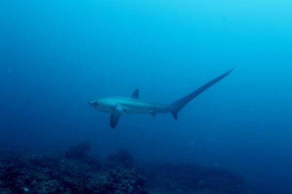 tiburón zorro en malapascua - buceandoamares